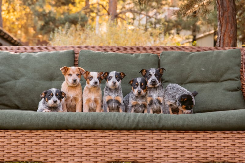 Las mejores razas de perros para vivir en departamentos y casas pequeñas