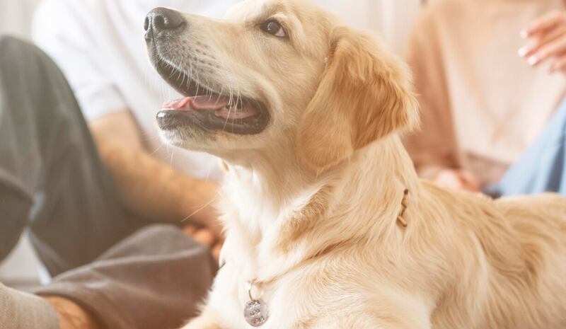 Cerrar pareja con perro en el interior