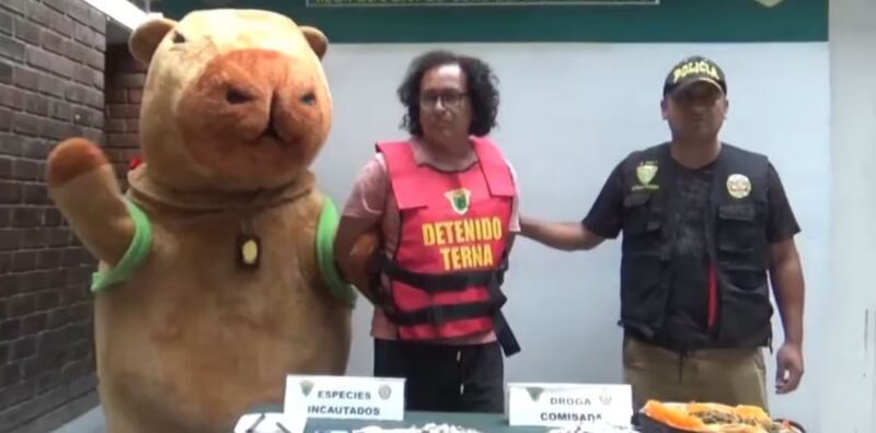 Capibara detiene a un peligroso criminal y salva el día en Perú