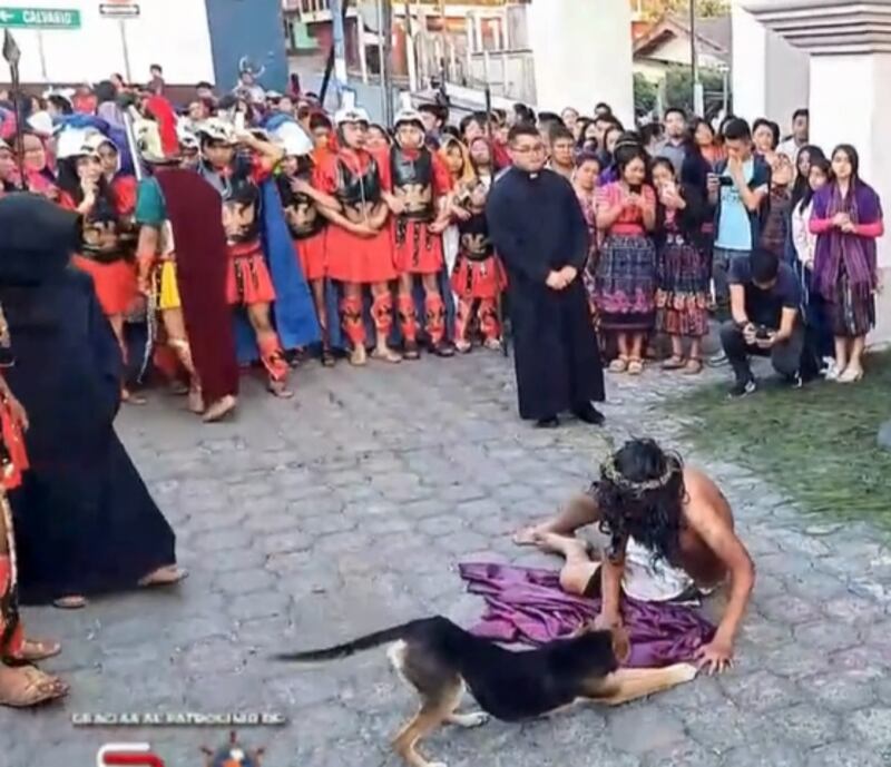 Perrito consuela a "Jesús" durante una dramatización en Sumpango, Sacatepéquez