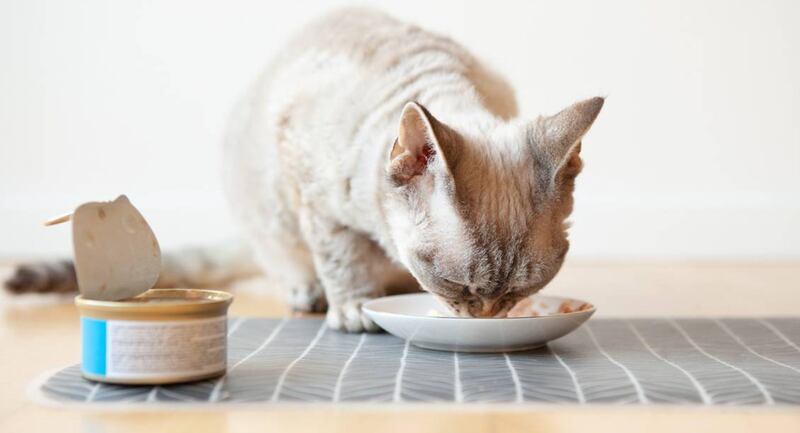 Es parte de la hidratación de los gatos