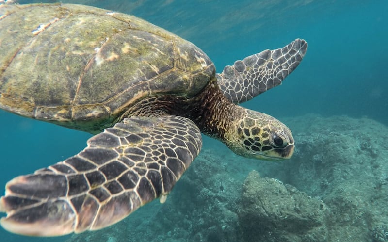 La carne de tortuga es considerada un manjar