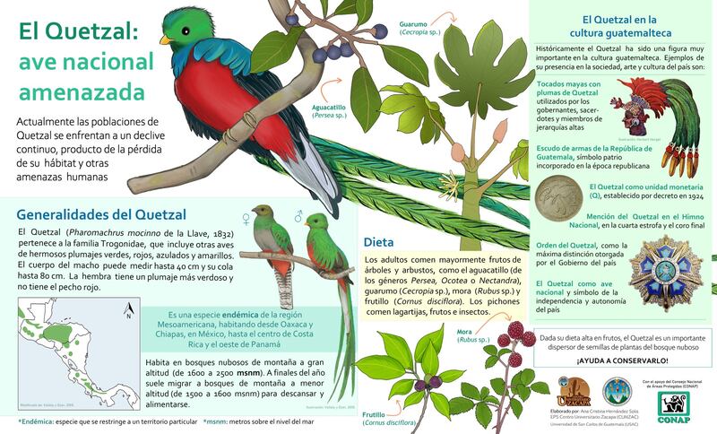 Gráfica con detalles interesantes de nuestra Ave Nacional  el Quetzal.