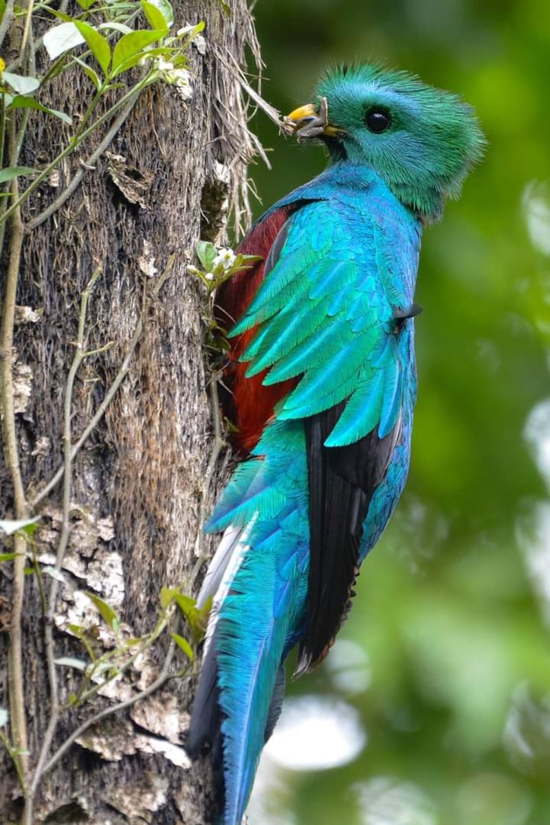 El Quetzal, ave nacional.