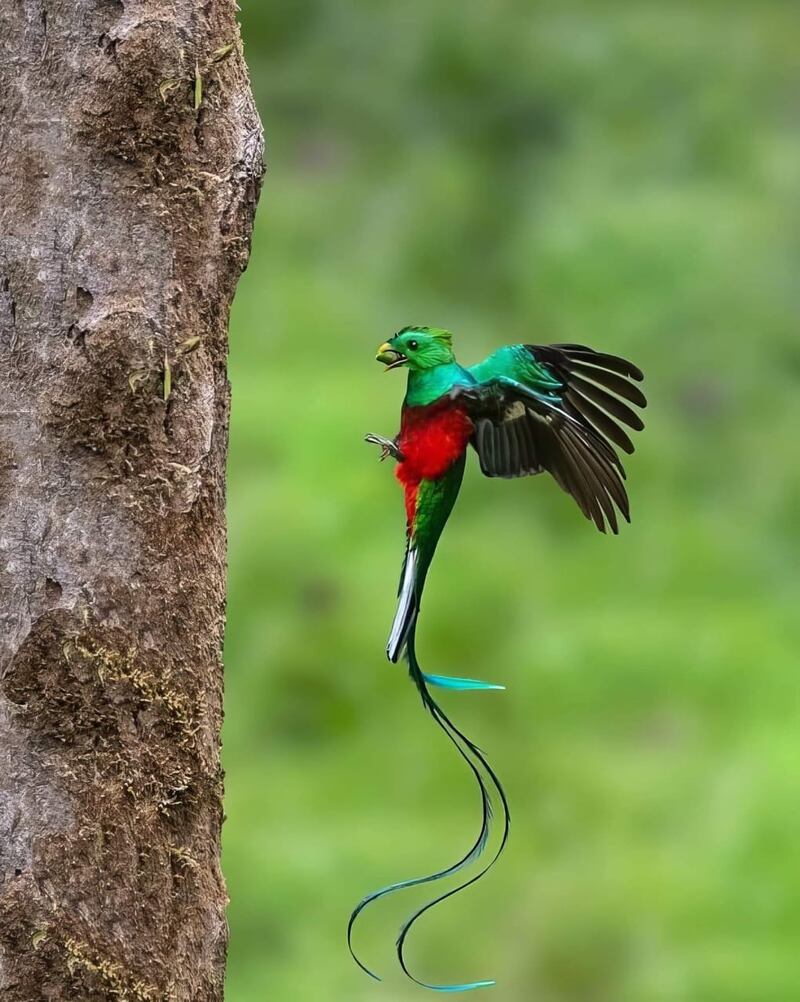 Cada 5 de septiembre se conmemora el Día del Quetzal