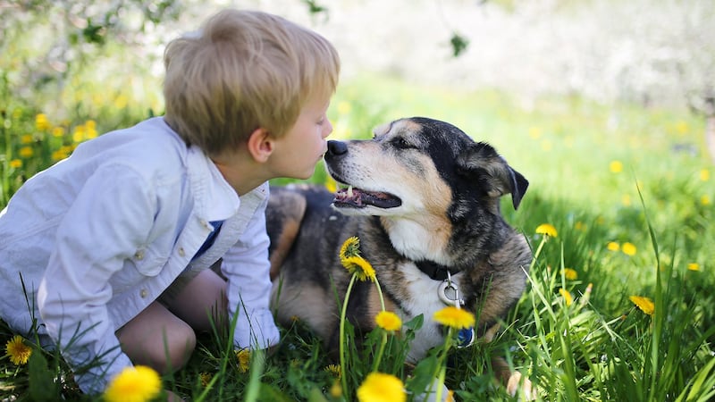 Logran identificar emociones en perros gracias a la Inteligencia Artificial