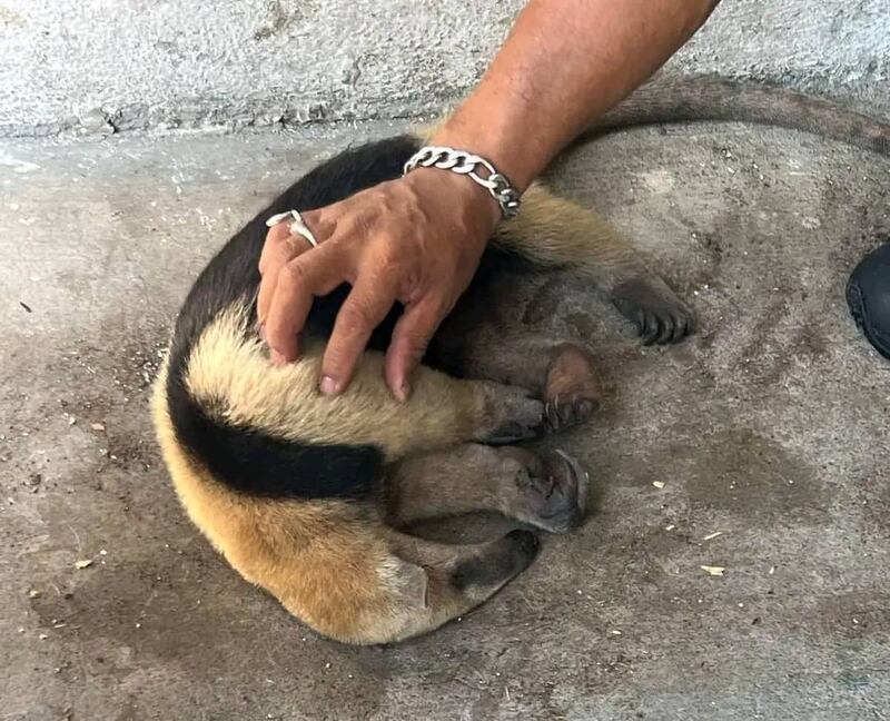 El animalito escapaba del fuego en el Volcán de Agua