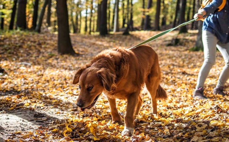 Esta es la nueva solución para multar a las personas no limpian los desechos de sus perros