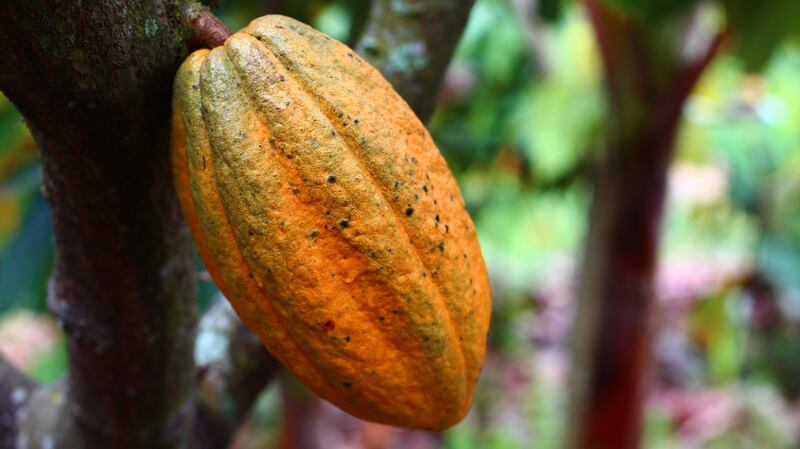 La razón por la que el chocolate se encuentra en peligro