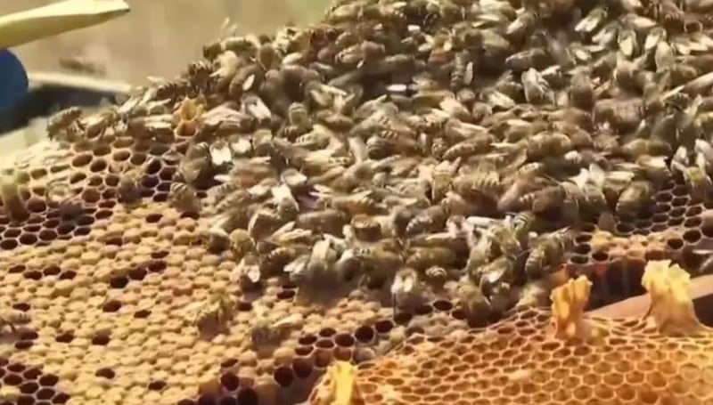 Los expertos creen que las abejas podrían haber sido abejas melíferas africanas. | Fotos: 8.ª edición de la WAGM