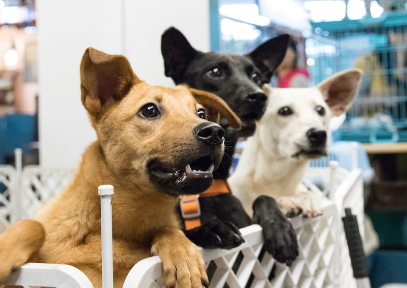 Perros en albergues