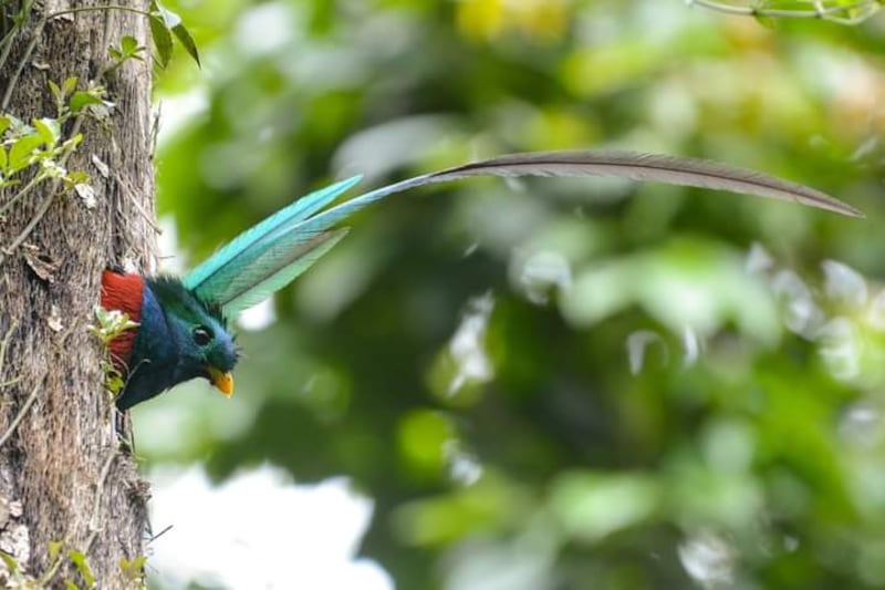 El Quetzal, ave nacional.